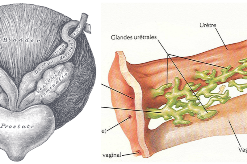 6 Endocrine Exocrine Glands Of The Pelvis Nina Wehnert